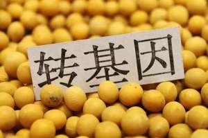 转基因食品究竟安全吗?